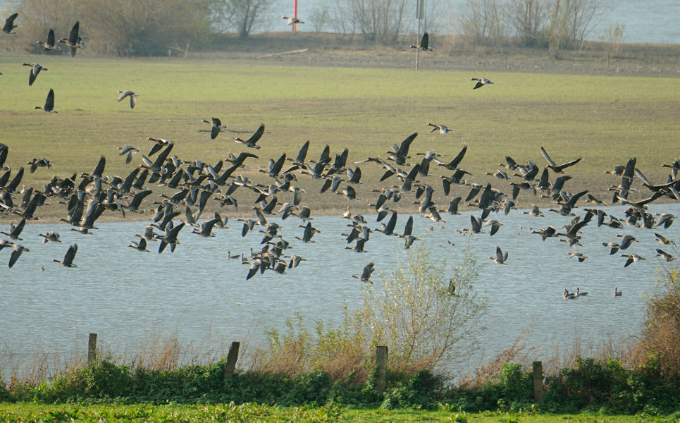 Wildgänse, Walsumer Rheinaue Duisburg