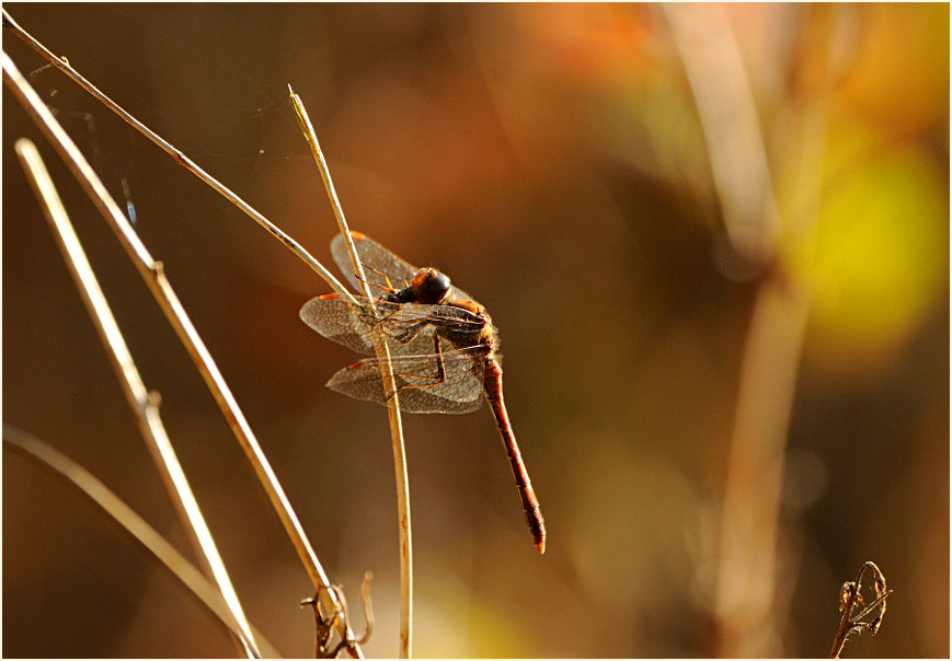 Heidelibelle im November, Walsumer Rheinaue Duisburg