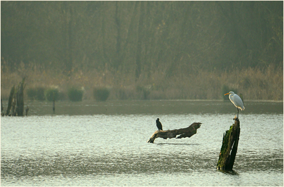 Walsumer Rheinaue Duisburg