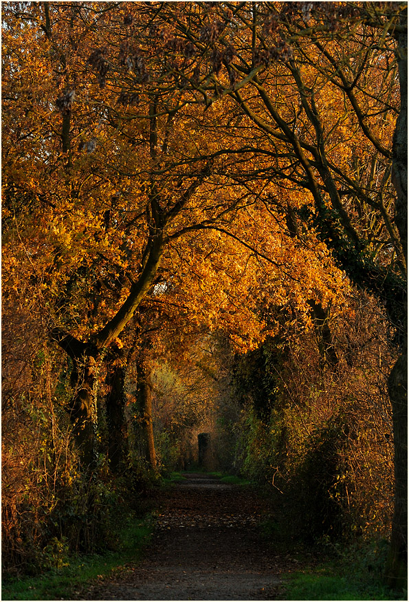 Walsumer Rheinaue Duisburg