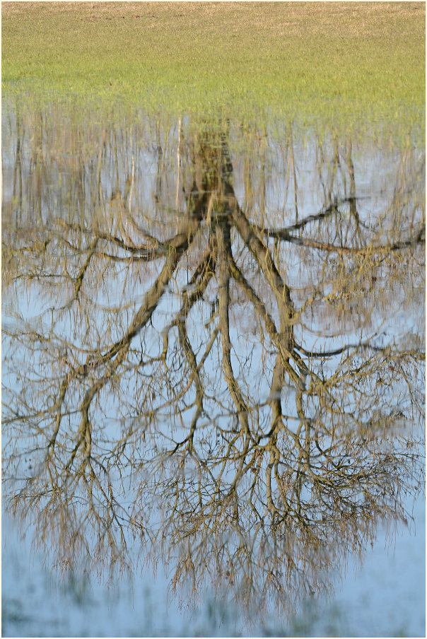 überflutete Wiese, Walsumer Rheinaue Duisburg