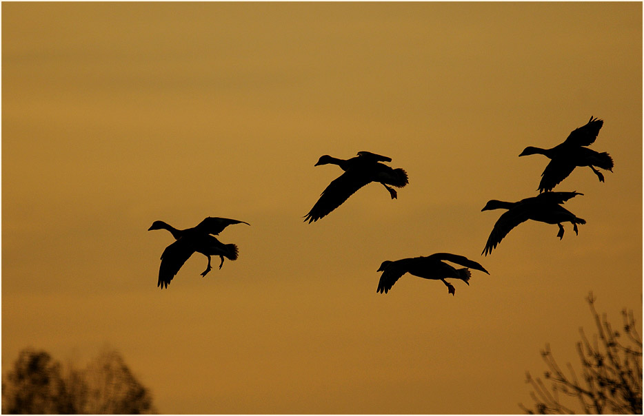 Bläßgänse Walsumer Rheinaue Duisburg