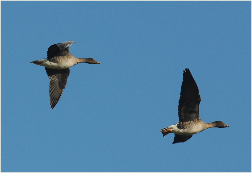 Saatgänse Walsumer Rheinaue Duisburg