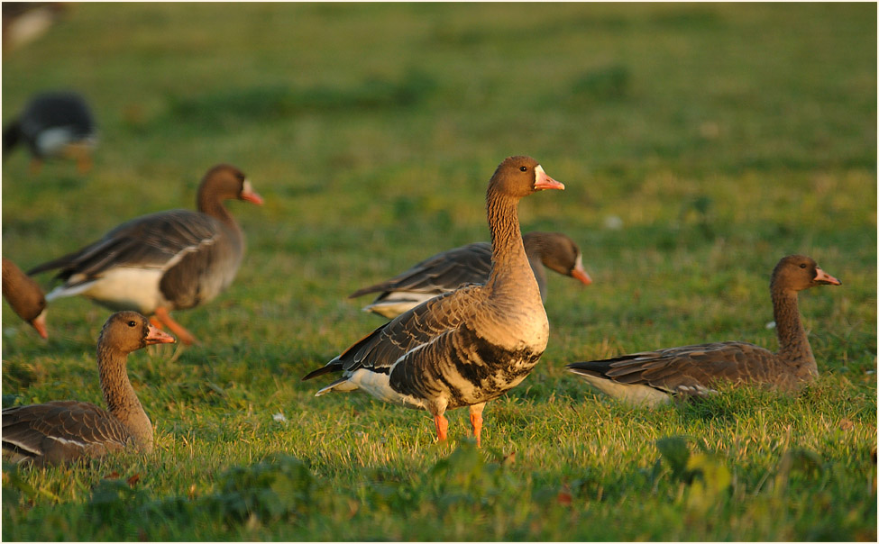 Bläßgänse Walsumer Rheinaue Duisburg