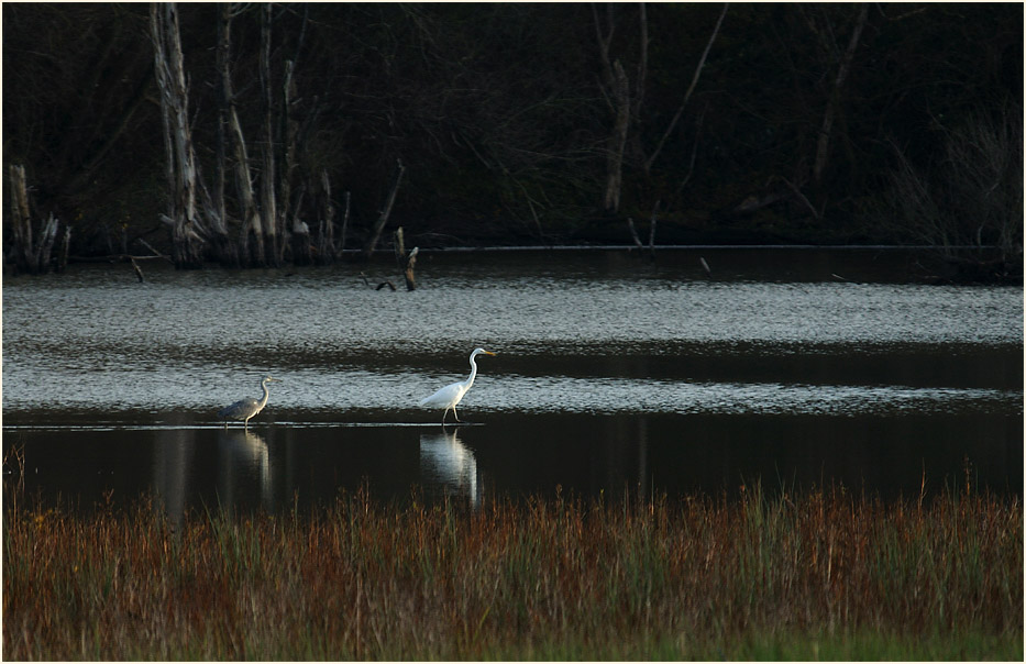 Walsumer Rheinaue Duisburg