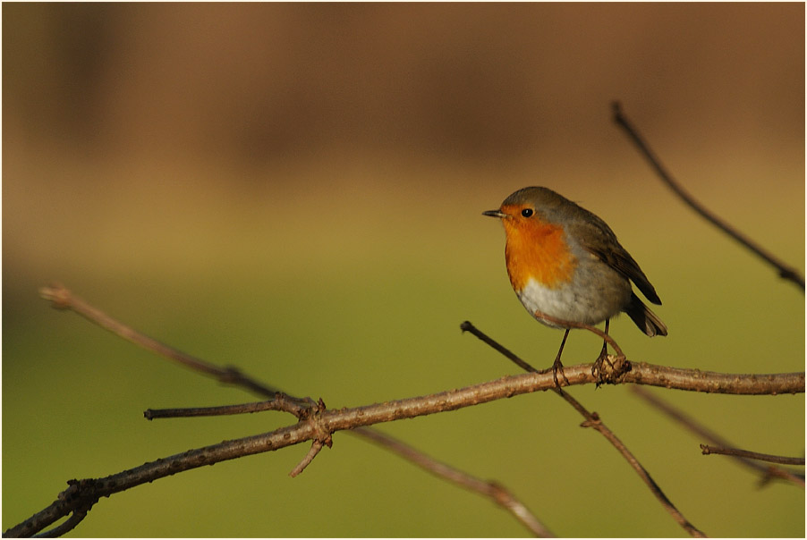 Rotkehlchen Walsumer Rheinaue Duisburg