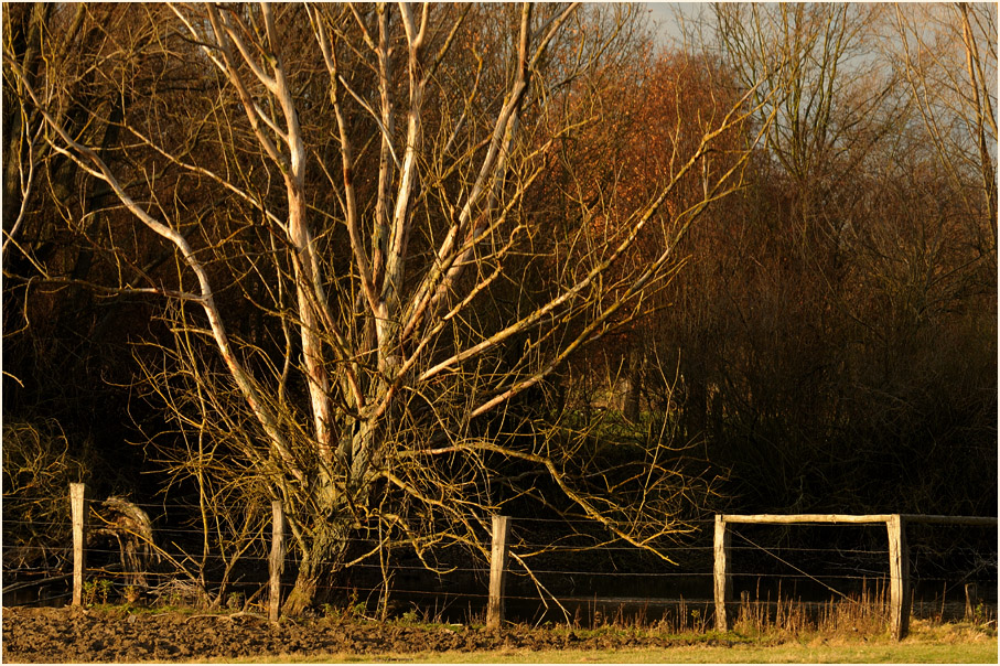 Walsumer Rheinaue Duisburg
