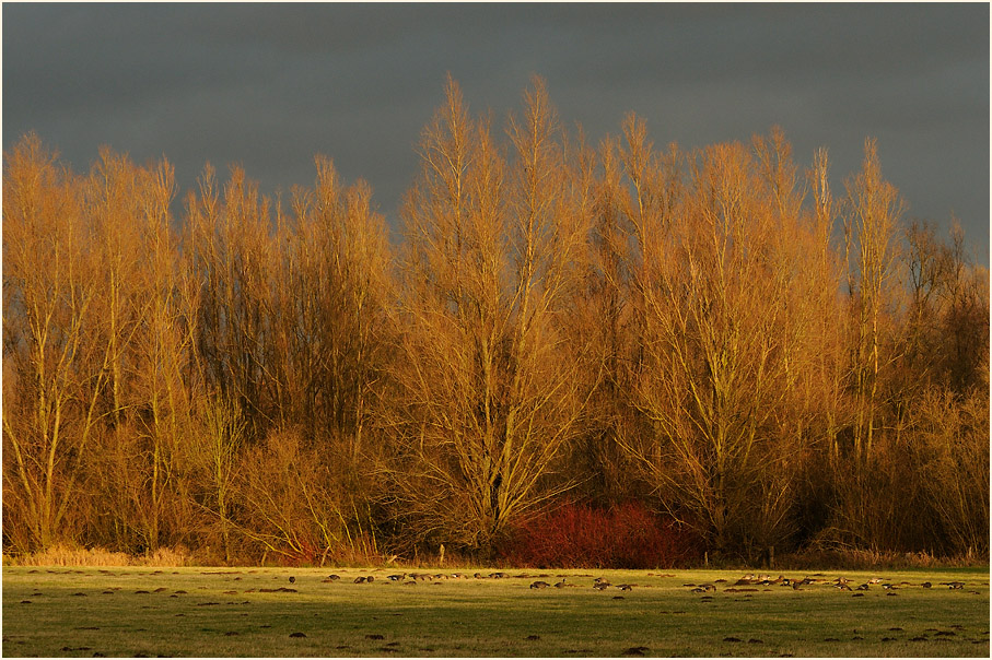 Walsumer Rheinaue Duisburg
