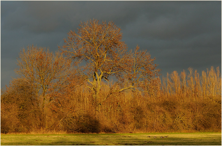 Walsumer Rheinaue Duisburg