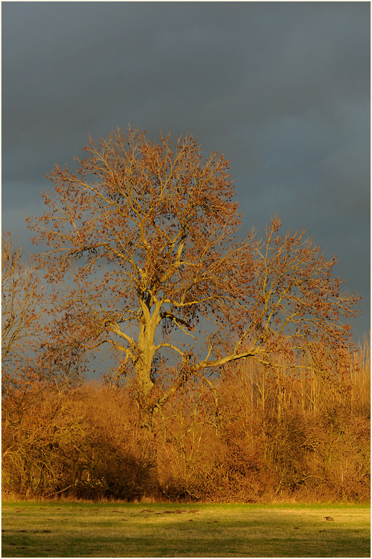 Walsumer Rheinaue Duisburg