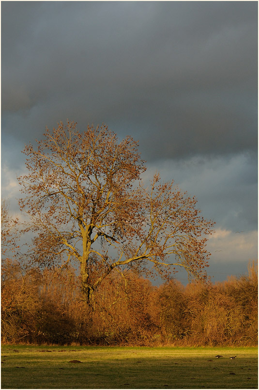 Walsumer Rheinaue Duisburg