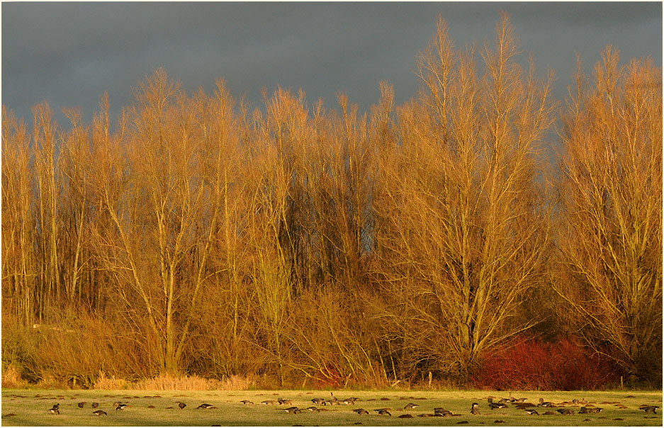 Walsumer Rheinaue Duisburg