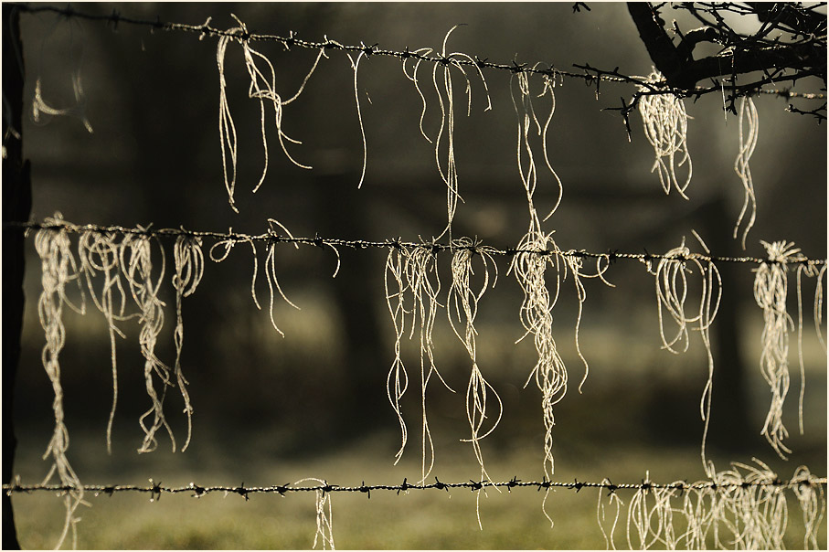 Weidenzaun im Winter, Walsumer Rheinaue Duisburg