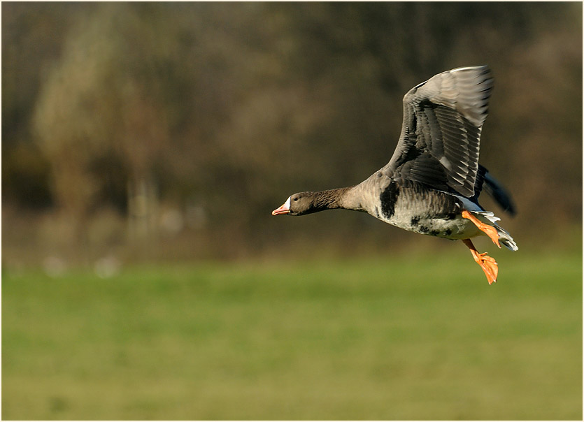 Bl&auml;&szlig;g&auml;nse Walsumer Rheinaue Duisburg