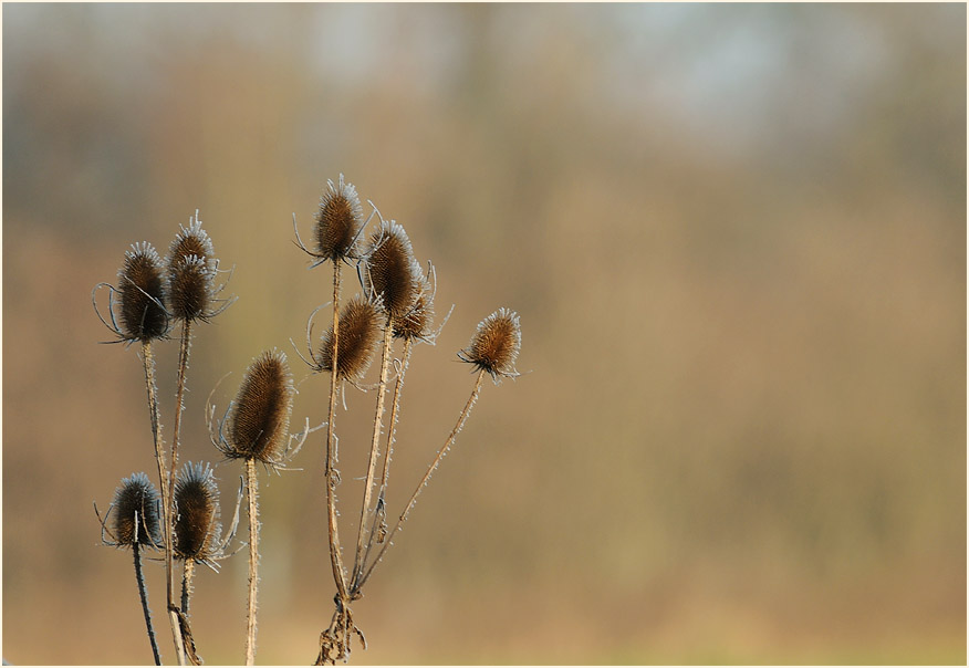 Wilde Karde, Walsumer Rheinaue Duisburg
