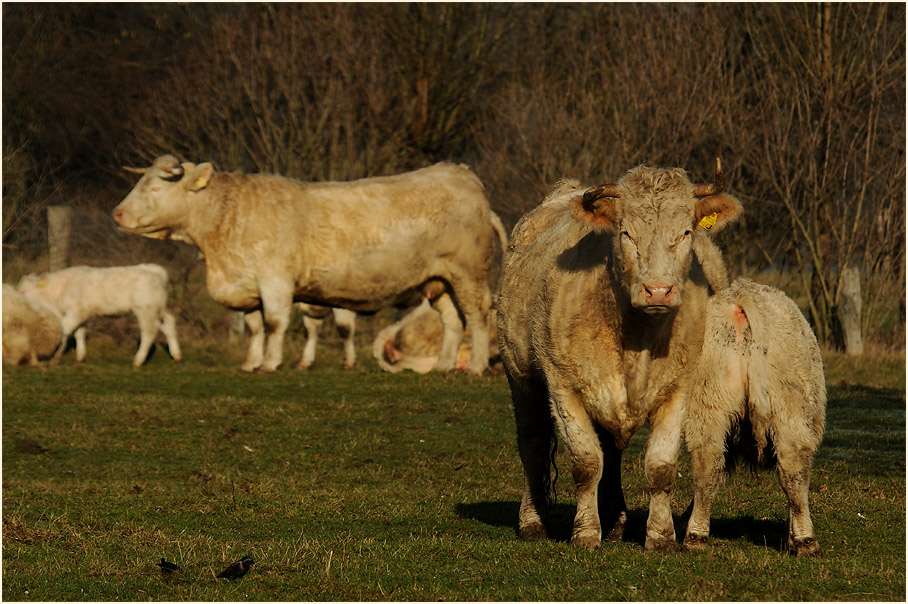 Rinder, Walsumer Rheinaue Duisburg