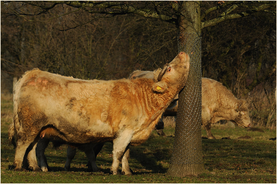 Rinder, Walsumer Rheinaue Duisburg