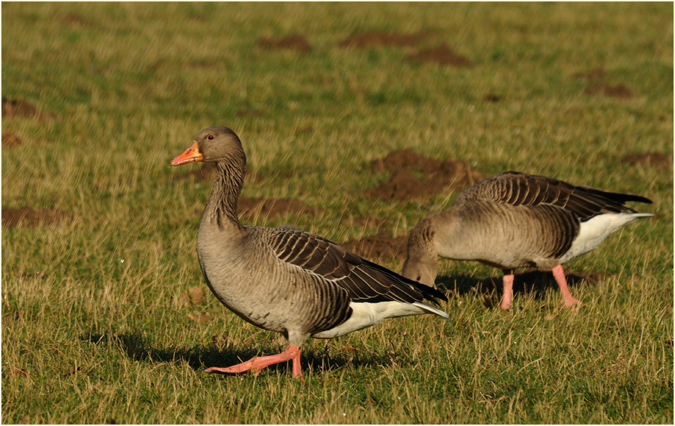 Graugänse, Walsumer Rheinaue Duisburg