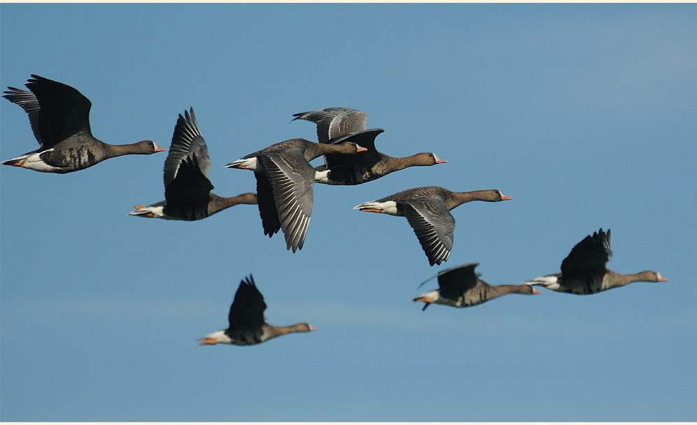 Bl&auml;&szlig;gans Walsumer Rheinaue Duisburg