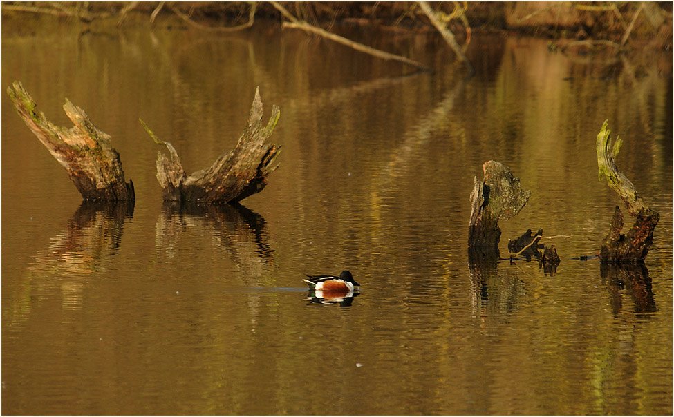 Walsumer Rheinaue Duisburg