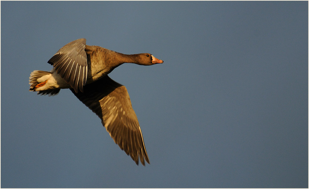 Bläßgans, Walsumer Rheinaue Duisburg