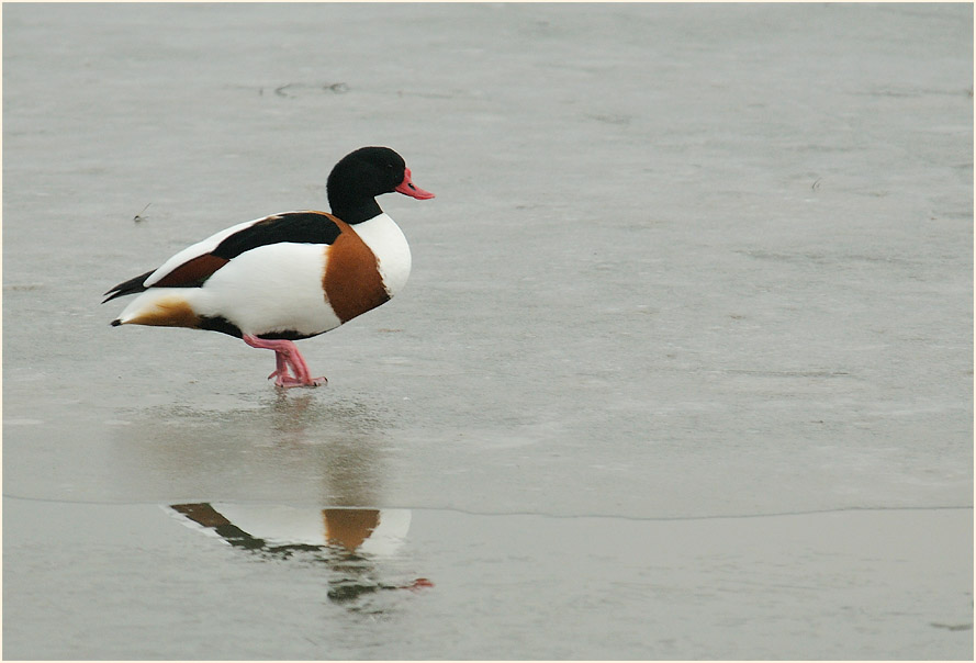 Brandgans, Walsumer Rheinaue Duisburg