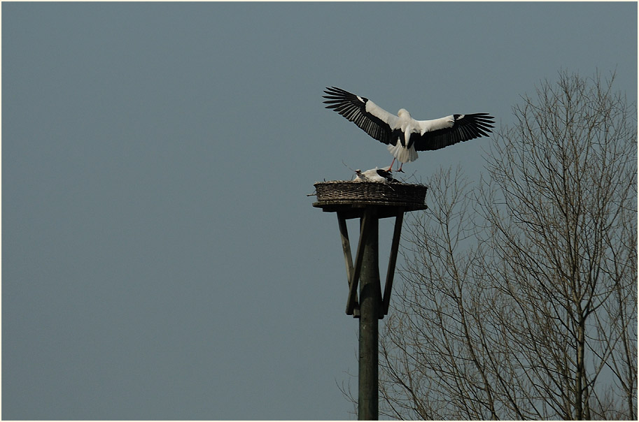 Wei&szlig;storchpaar, Walsumer Rheinaue Duisburg