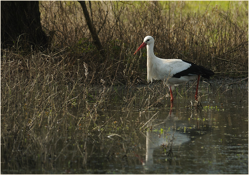 Weißstorch, Walsumer Rheinaue Duisburg