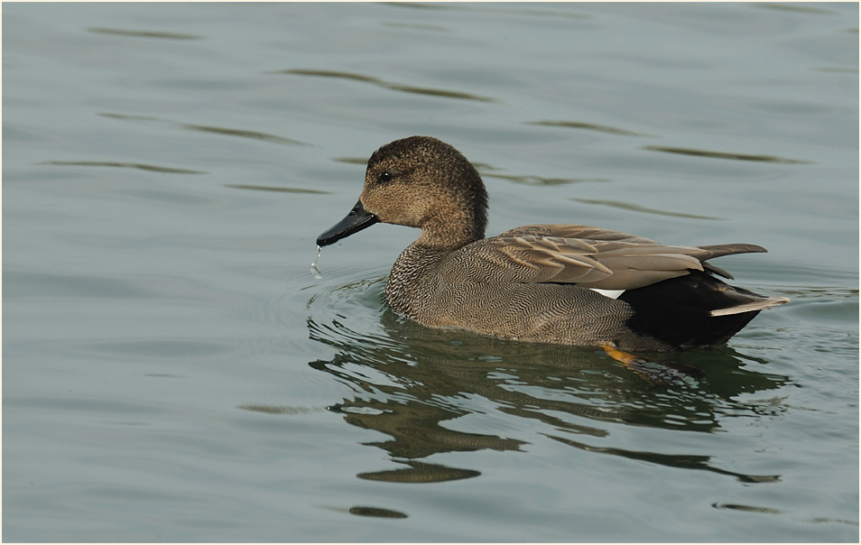 Schnatterente, Walsumer Rheinaue Duisburg