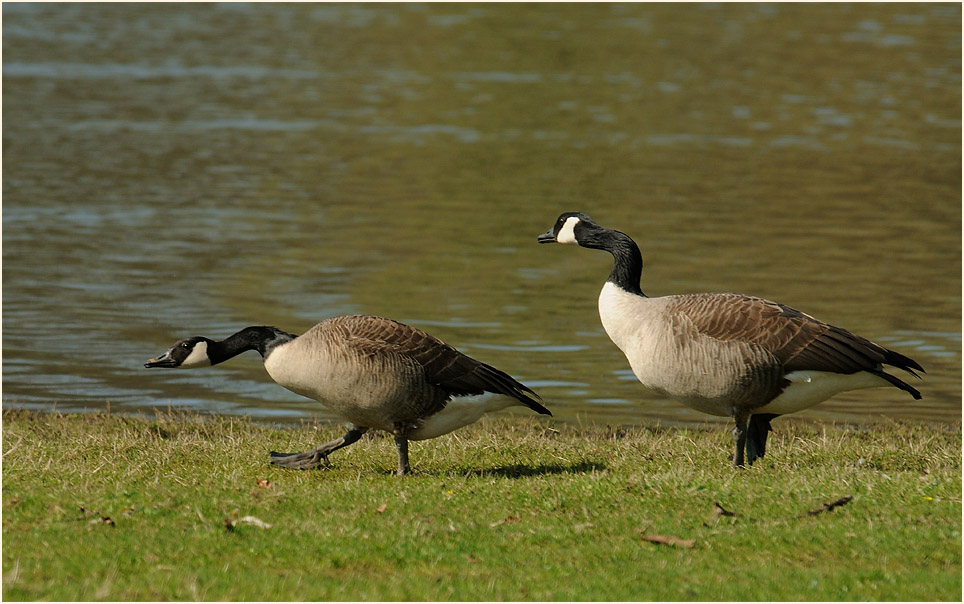 Walsumer Rheinaue Duisburg