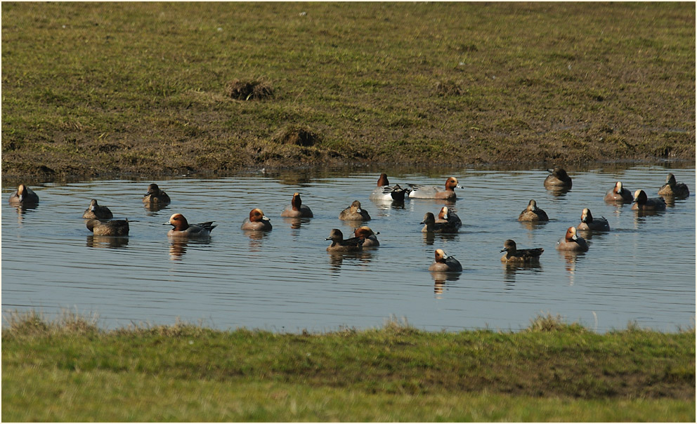 Walsumer Rheinaue Duisburg
