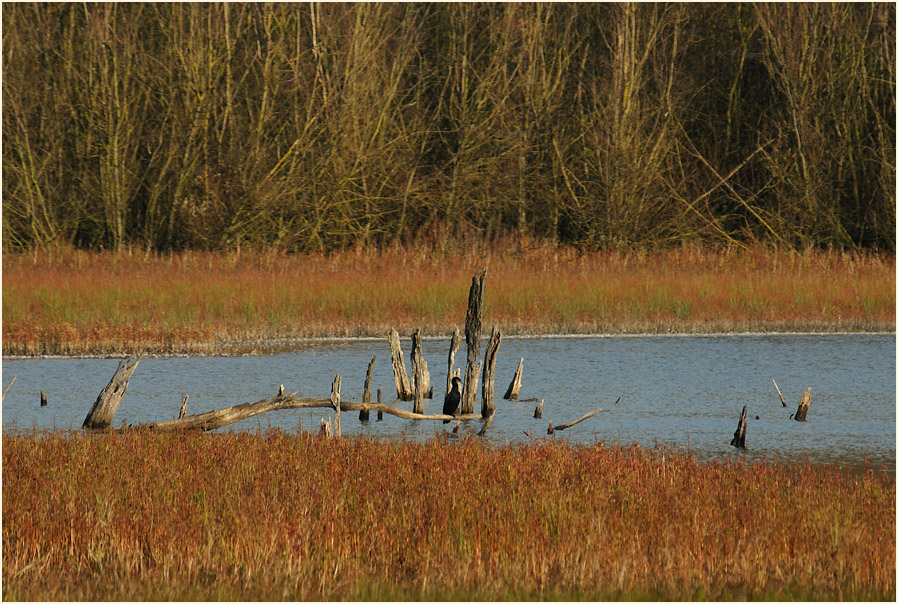 Walsumer Rheinaue Duisburg