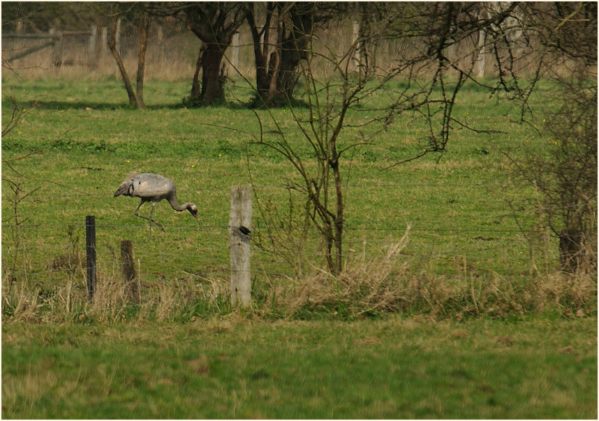 Walsumer Rheinaue Duisburg