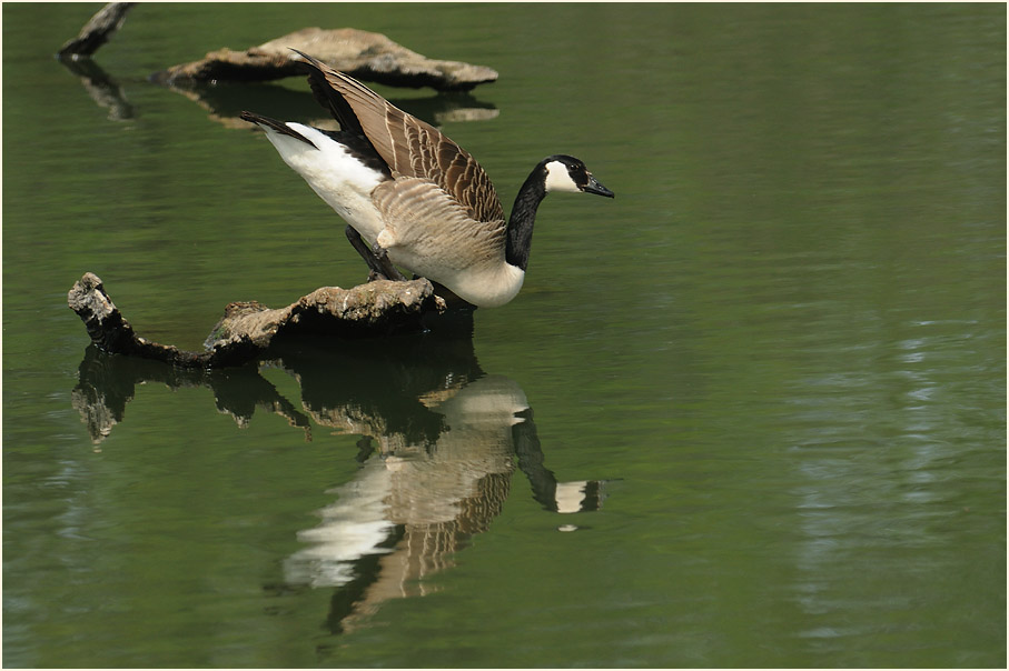 Walsumer Rheinaue Duisburg