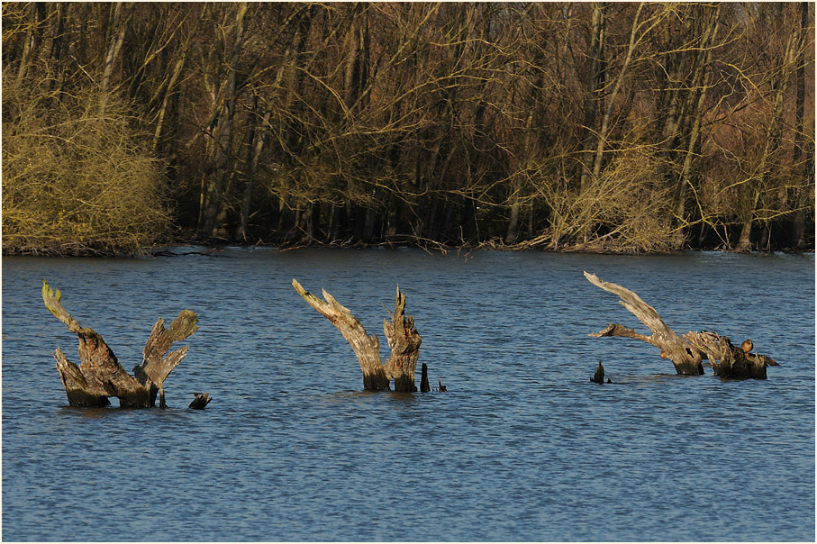 Walsumer Rheinaue Duisburg