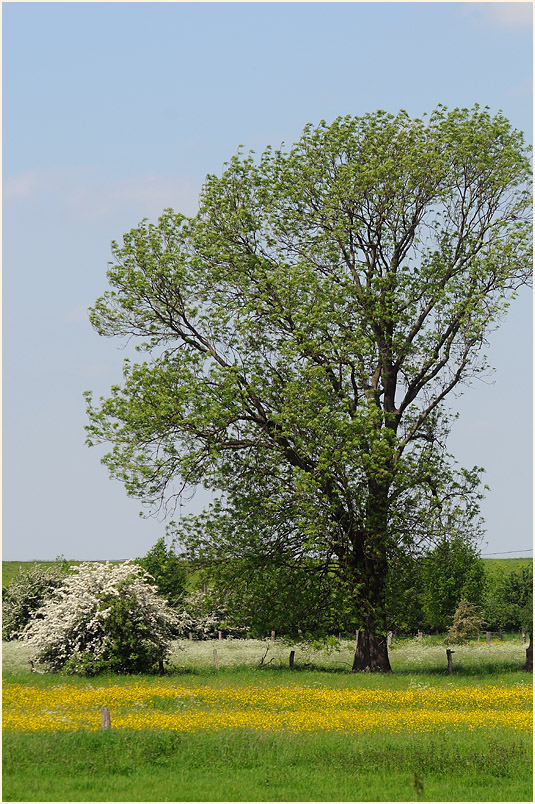 Walsumer Rheinaue Duisburg