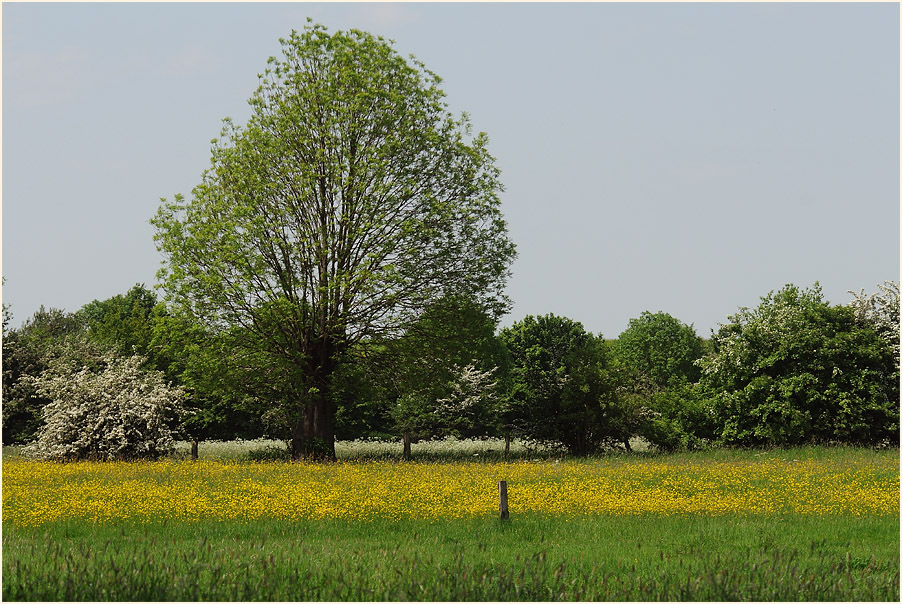 Walsumer Rheinaue Duisburg