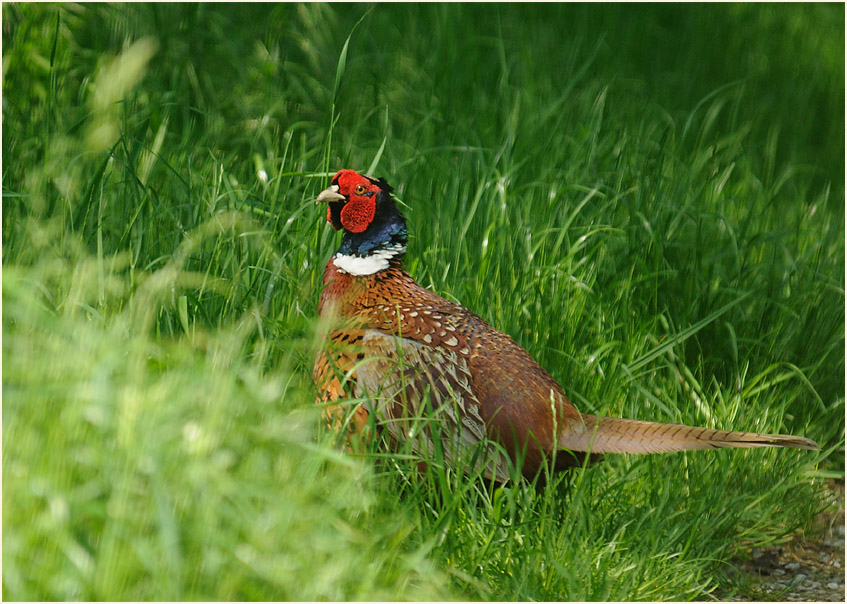 Walsumer Rheinaue Duisburg