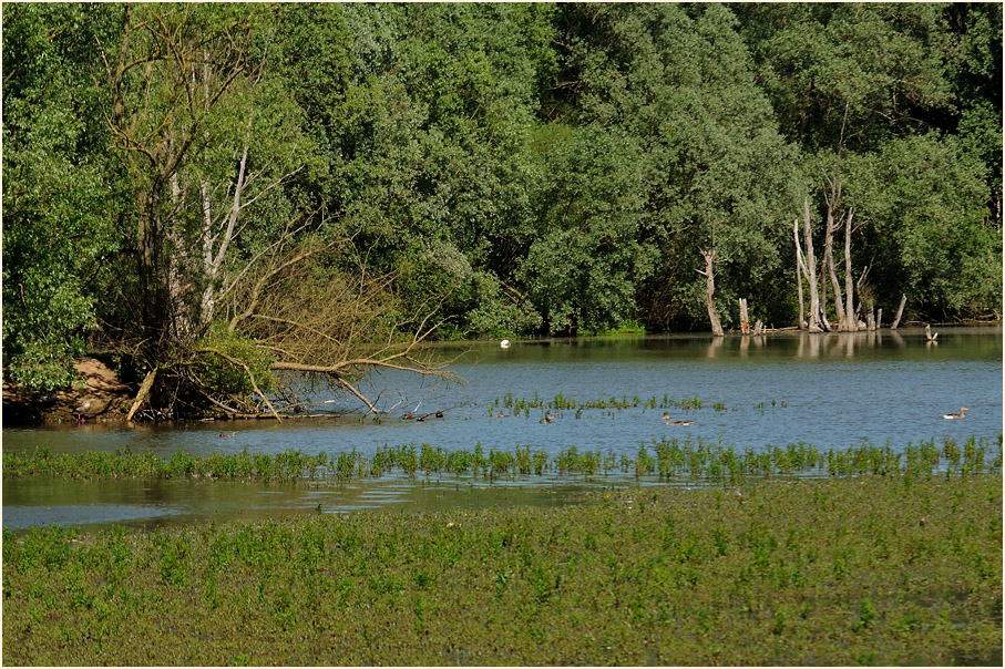 Walsumer Rheinaue Duisburg