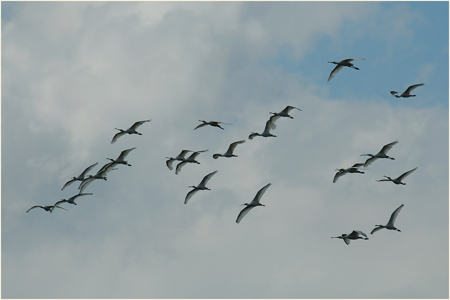 Löffler, Walsumer Rheinaue Duisburg