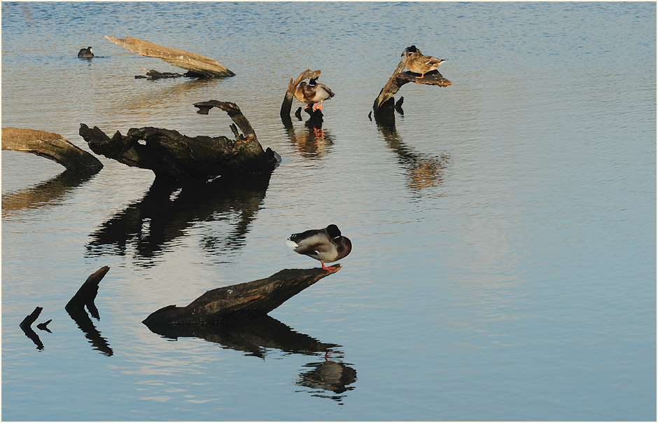 Walsumer Rheinaue Duisburg