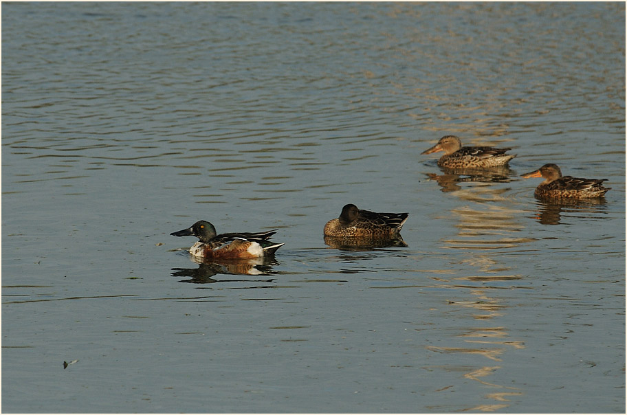 Löffelenten, Walsumer Rheinaue Duisburg