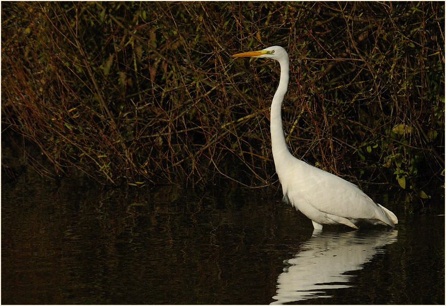 Silberreiher, Walsumer Rheinaue Duisburg