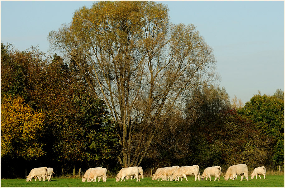 Walsumer Rheinaue Duisburg