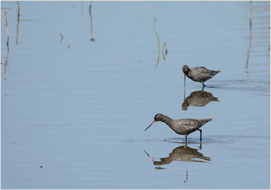 Dunkler Wasserläufer (Tringa erythropus) 