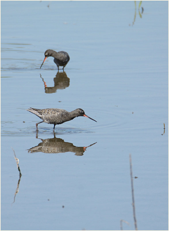 Dunkler Wasserläufer (Tringa erythropus) 