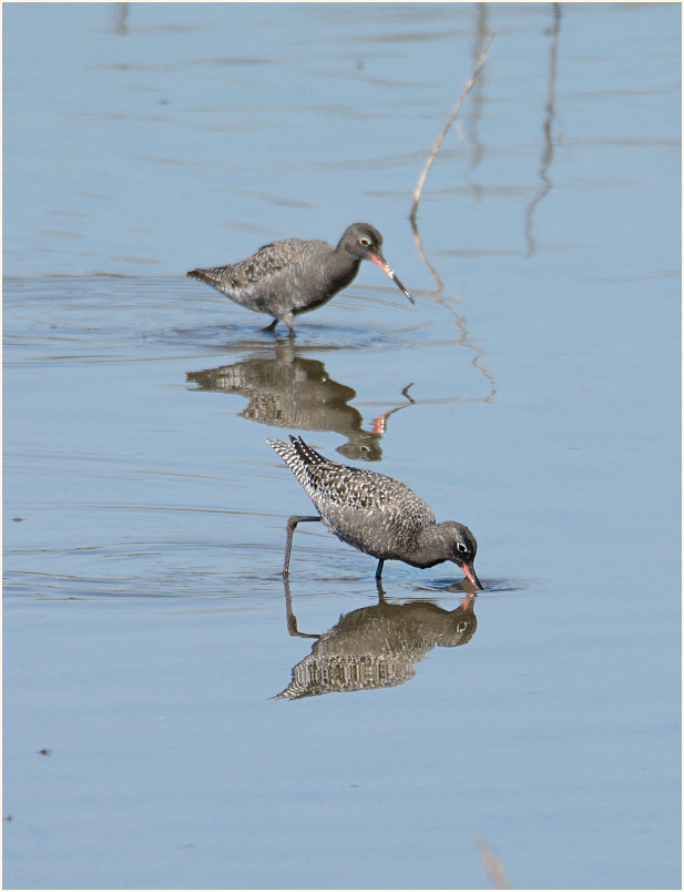 Dunkler Wasserläufer (Tringa erythropus) 