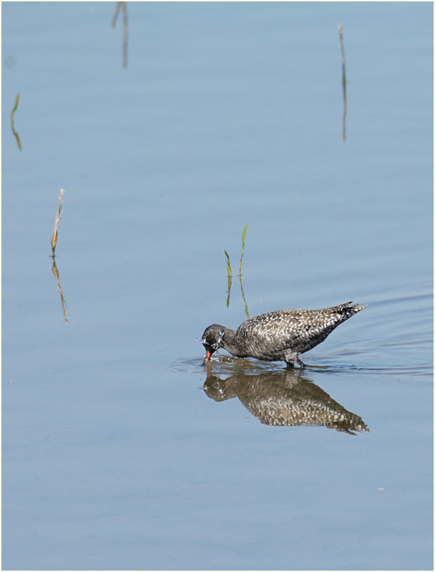 Dunkler Wasserläufer (Tringa erythropus) 