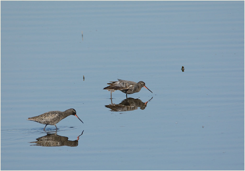 Dunkler Wasserläufer (Tringa erythropus) 