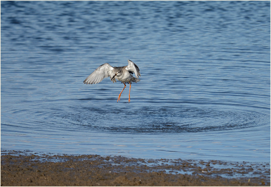 Dunkler Wasserläufer (Tringa erythropus) 